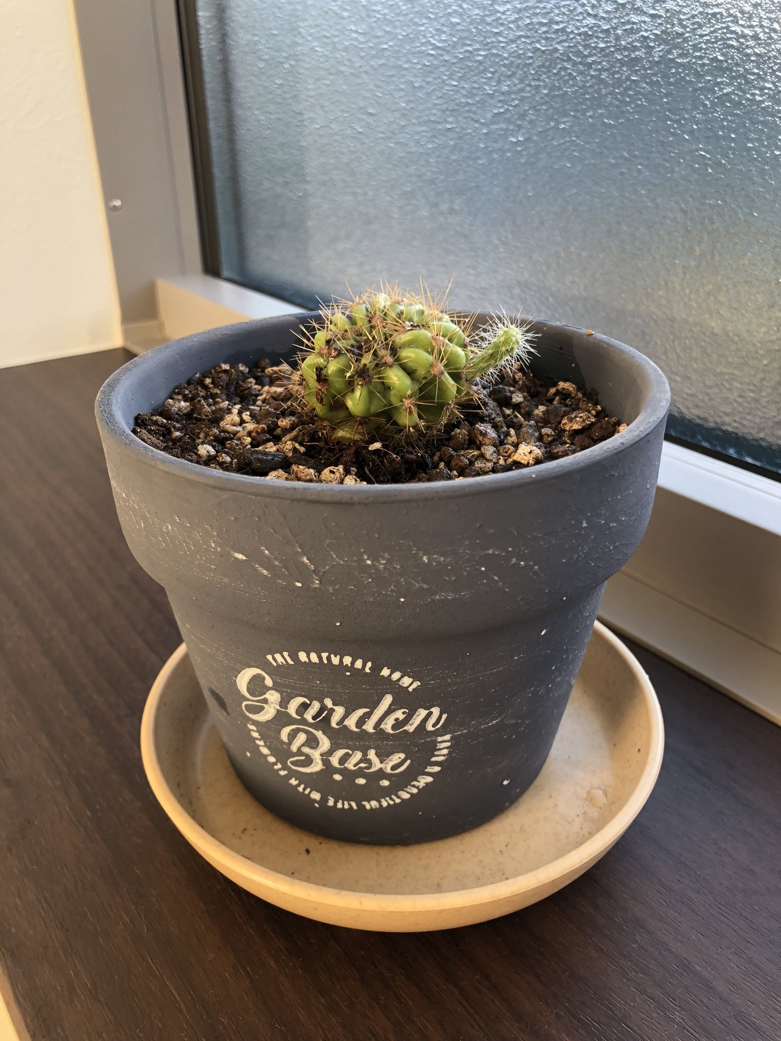 なつめさんちのさや 今日 結婚してすぐの頃に買ったサボテンちゃんの植え替えをしました 根詰まりしちゃってめちゃくちゃ元気なくなっちゃってたので これで復活して欲しい こんななっちゃってごめんね なんかちぃちゃいの生えてる