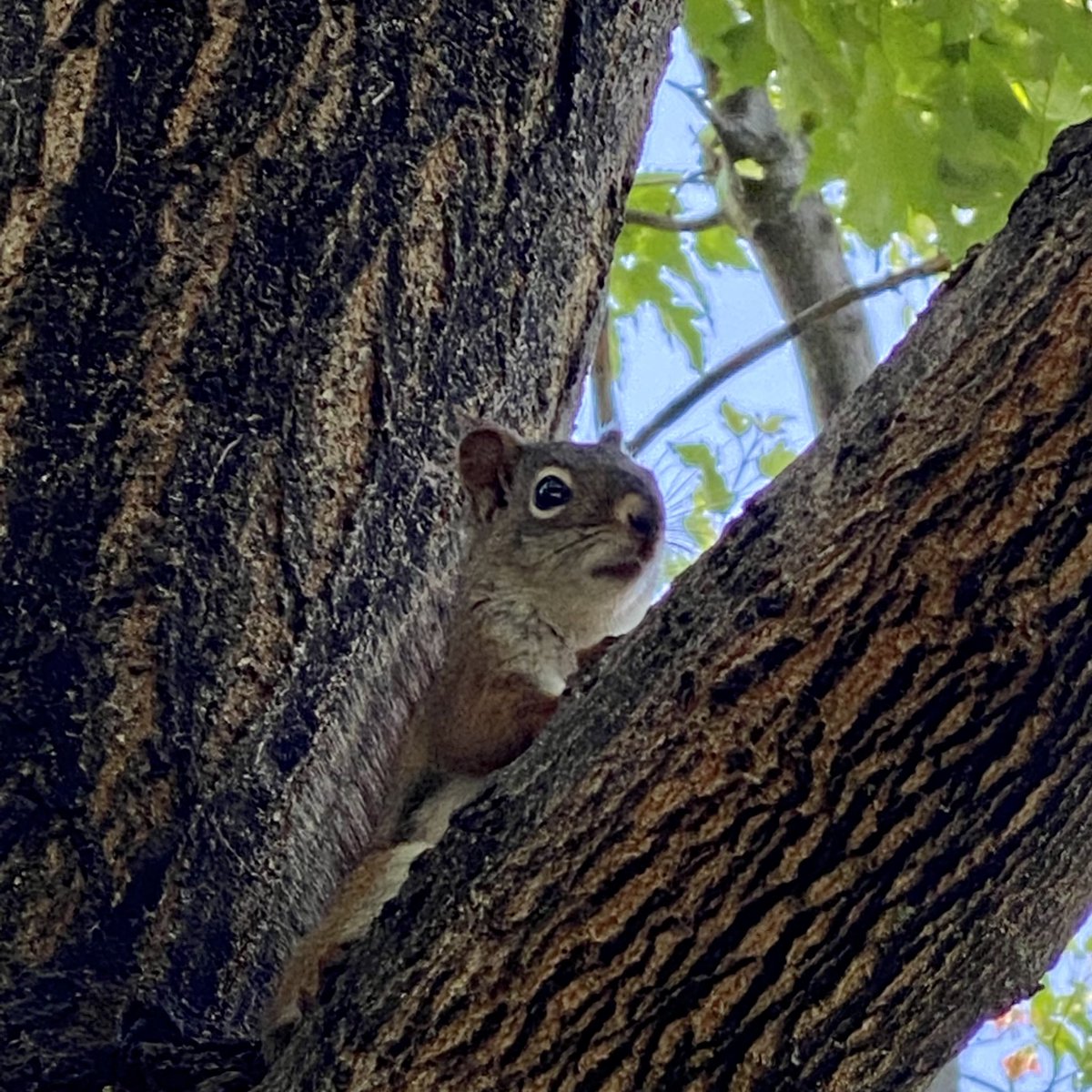 HippySquirrel's tweet photo. In news that isn’t news, #SquirrelTwitter is the best Twitter 💖 I love you, #SquirrelScrolling Fam.
🥹💗🐿🎉 https://t.co/N8UYV4c9cY