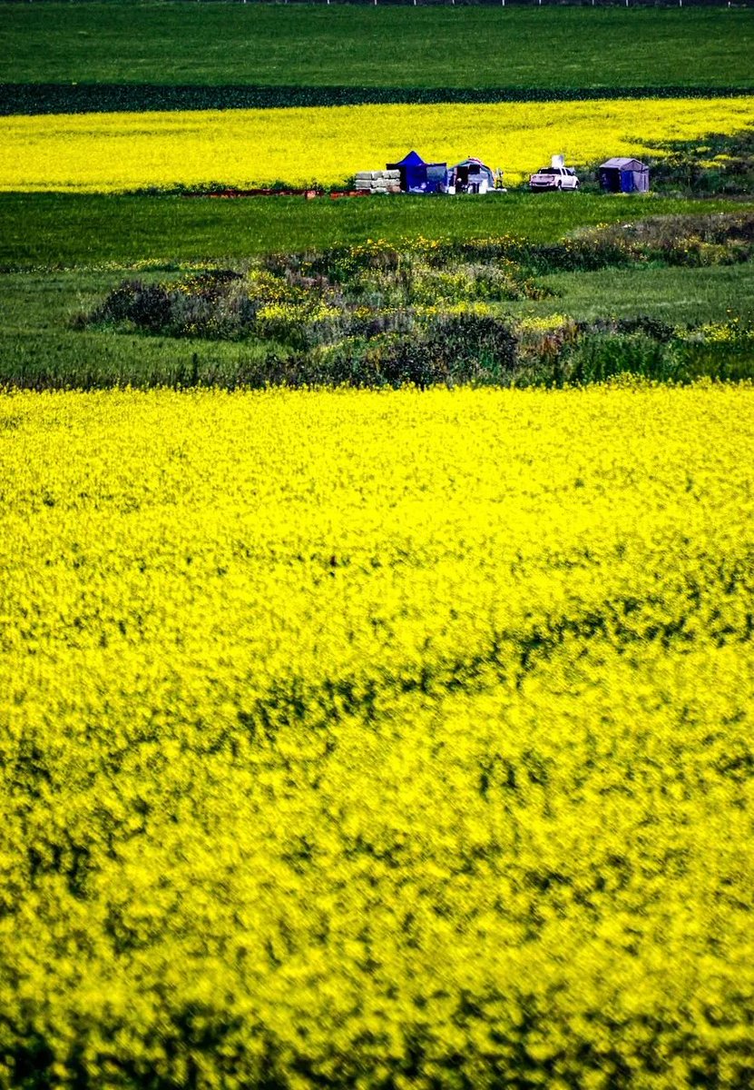 FanPaopao9's tweet photo. 七月的新疆 
#Xinjiang  ，有种旋律叫昭苏油菜花，油菜花不只有昭苏有。但如果你要看一场壮观的黄海，还是得看昭苏 https://t.co/agpT9XE7VJ