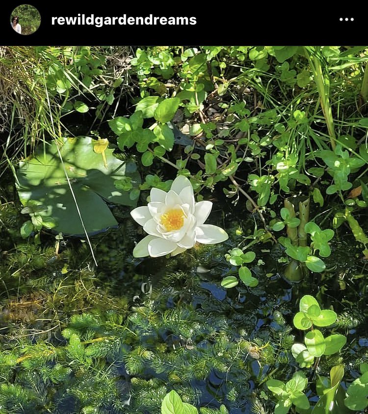 Our last open wildlife garden of the summer takes place this Sunday, hopefully with some swift sightings amongst the rest of the wildlife. £1 entry donation for Cat Ching.