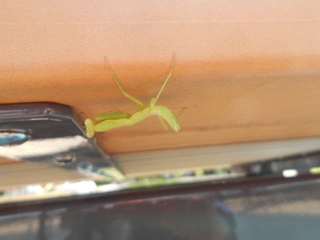 点検時に カマキリ発見 屋外テーブルの裏側に 張り付いていました 生まれてから まだ日が浅いのか 体長約3 と小さく 色も淡く透けた感じです カマキリ 昆虫 虫 観察 子ども 足立区 足立区民ニュース