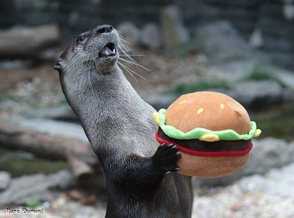 Yes, we've been cooking up something amazing and are getting ready to share with all of you. 

No, you definitely shouldn't go searching for images online using "otter cooking".