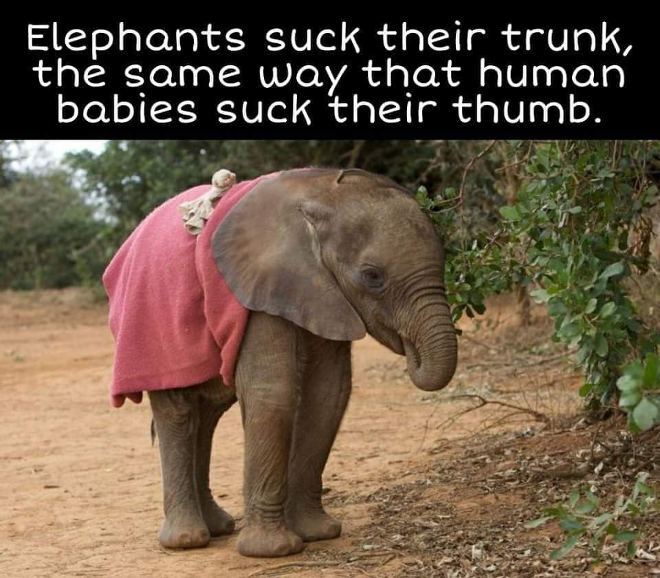 Because you need to know... Baby elephants suck their trunks, just like human babies suck their thumbs... 👶 🥰💜😊

#babyelephants #elephant #adorable #WritingCommunity