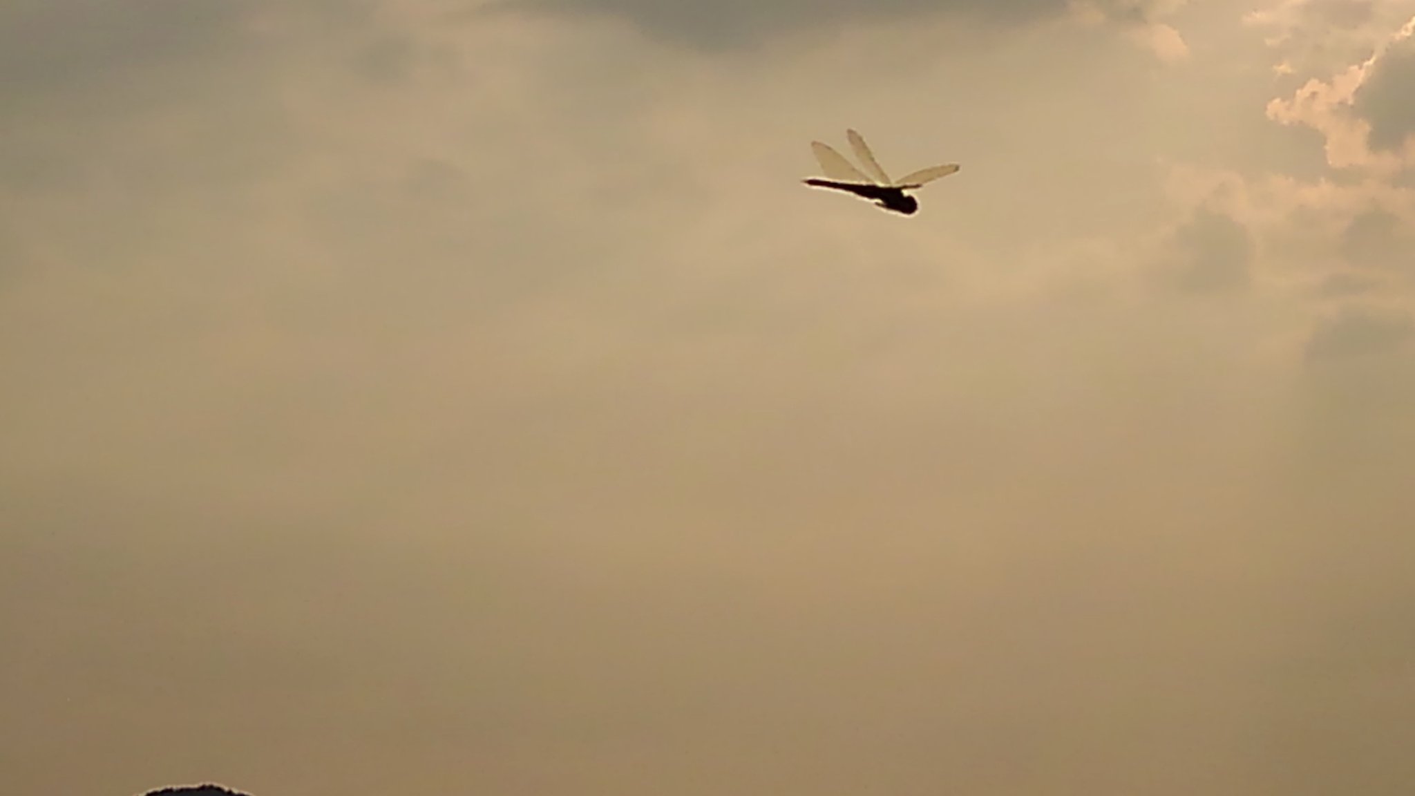 空音唱 くおん しょう オリジナル曲にてコンサートしてます ニューヨークでやりたい 夕日と田んぼとシラサギの群れ トンボの群れは 美しすぎ トンボ 夕日 T Co 9cur8sx2p6 Twitter