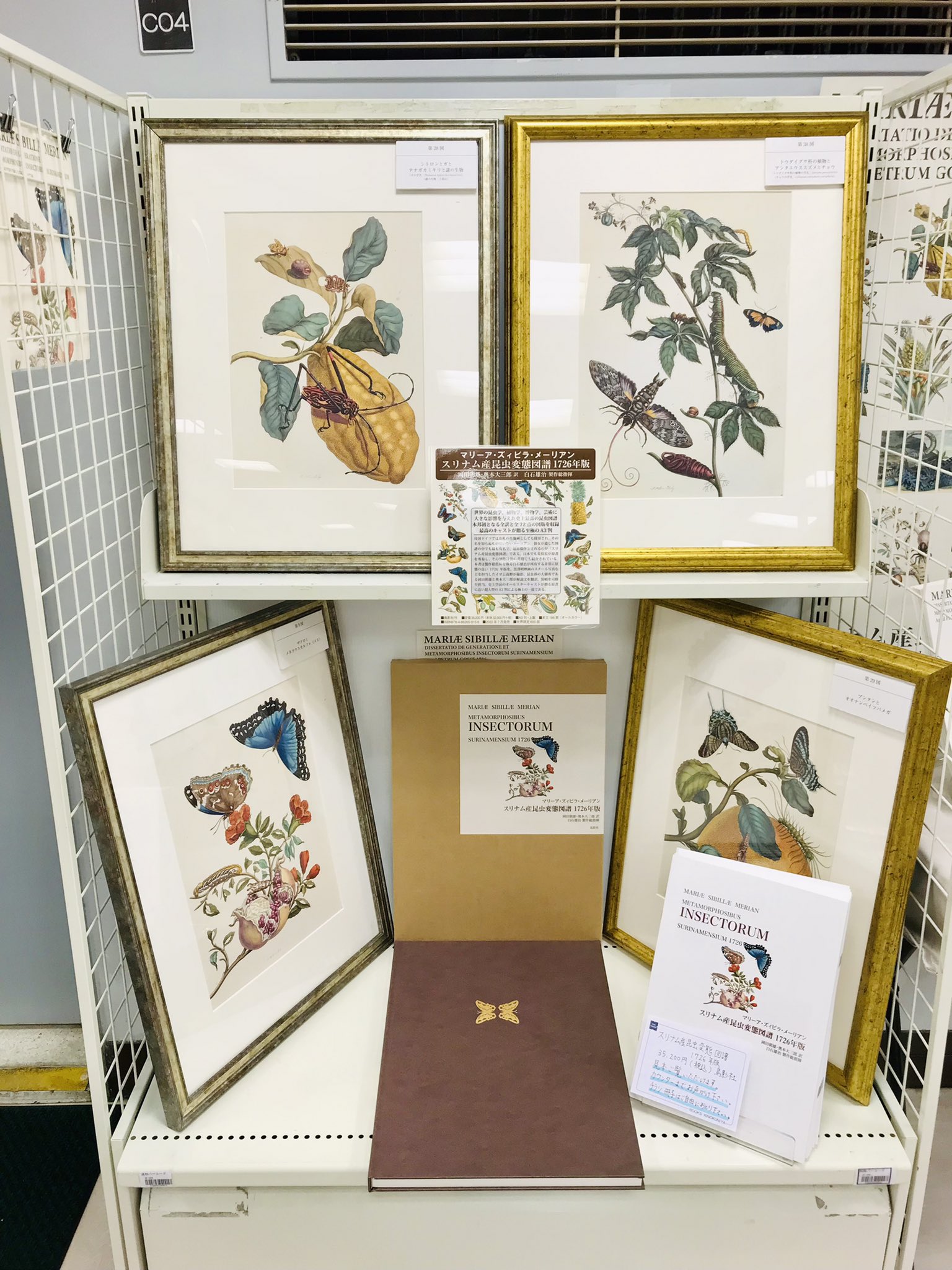 スリナム産昆虫変態図譜1726年版 300年前の昆虫図鑑、日本語訳