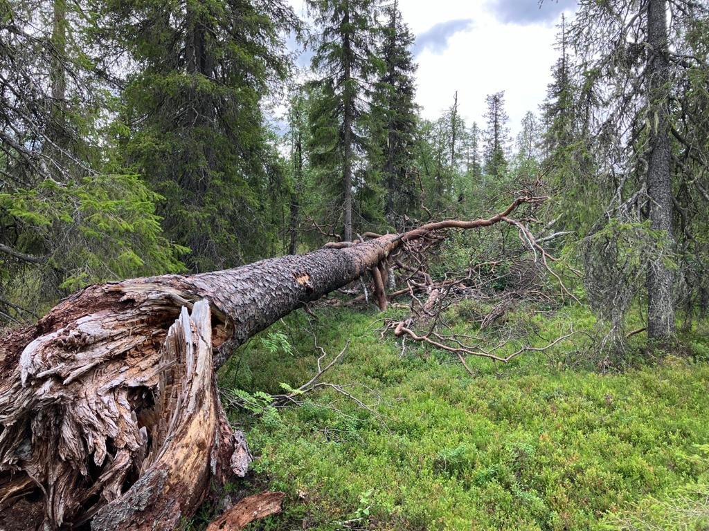 Pari kilometriä Ylläksen kansallispuistosta itään, Aakenustunturin eteläpuolella Kapustaselässä @Metsahallitus on merkinnyt kalliot ja laet luontokohteeksi (pun.) Niitä ympäröivillä puustoisemmilla rinteillä kasvava kuvien ikimetsä sen sijaan on tavallista talousmetsää. /Ari