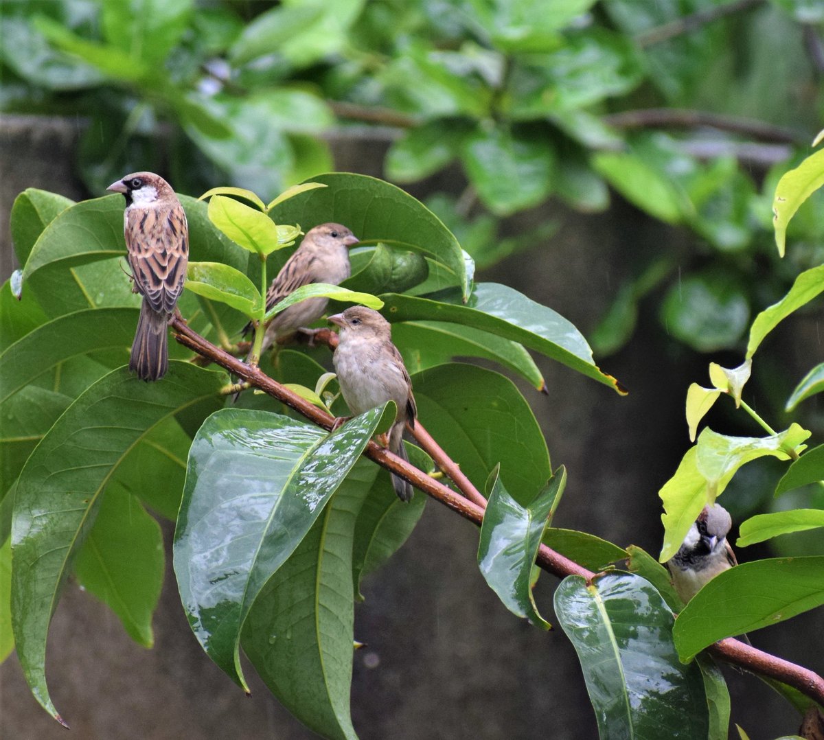 My entry for #BrownBirds 
#IndiAves #nature #sparrow