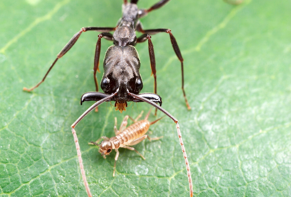 Trap-jaw ants could tear themselves apart when they fire off their mandibles but <a href="/patek_lab/">The Patek Lab</a> <a href="/RFFL_UB/">Robot Form and Function Lab</a> @dukebiology show how the ants push and pull the mandibles using energy stored in a tendon and their exoskeleton to drive the jaws in a perfect arc

journals.biologists.com/jeb/article/22…