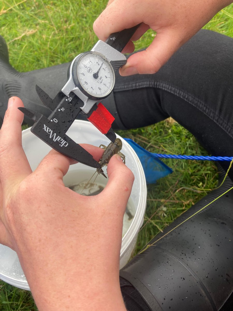 The_WMA's tweet photo. The fascinating world of the #WhiteClawedCrayfish 🦞😍 was opened up to our Environmental Team last week, as they attended a @PBA_Ecology training course. Receiving training on survey methods, #ecology, eDNA sampling and identifying #native and #invasive species | #SignalCrayfish https://t.co/ycWmRJ27r3