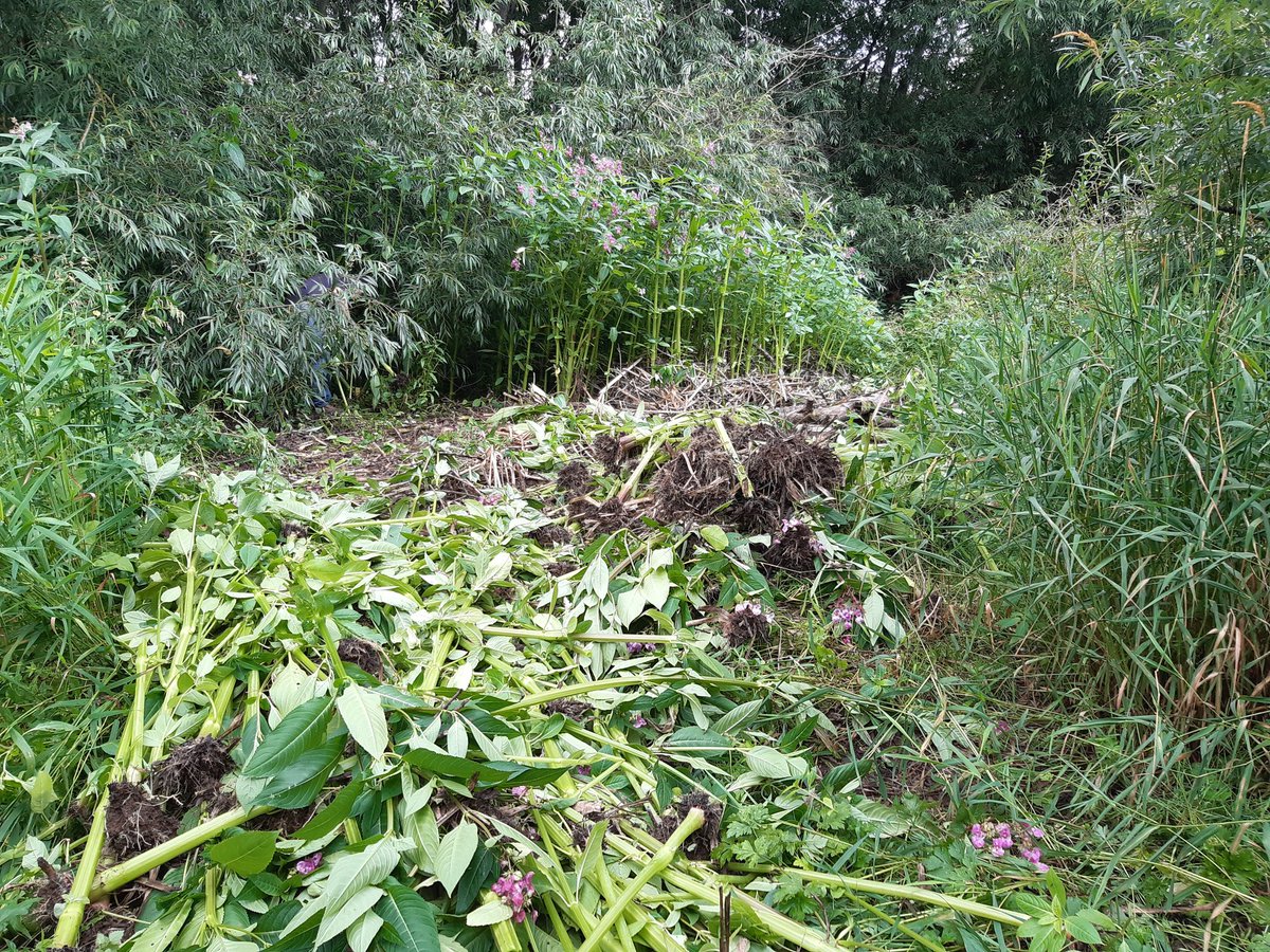 Community Allotments tweet media
