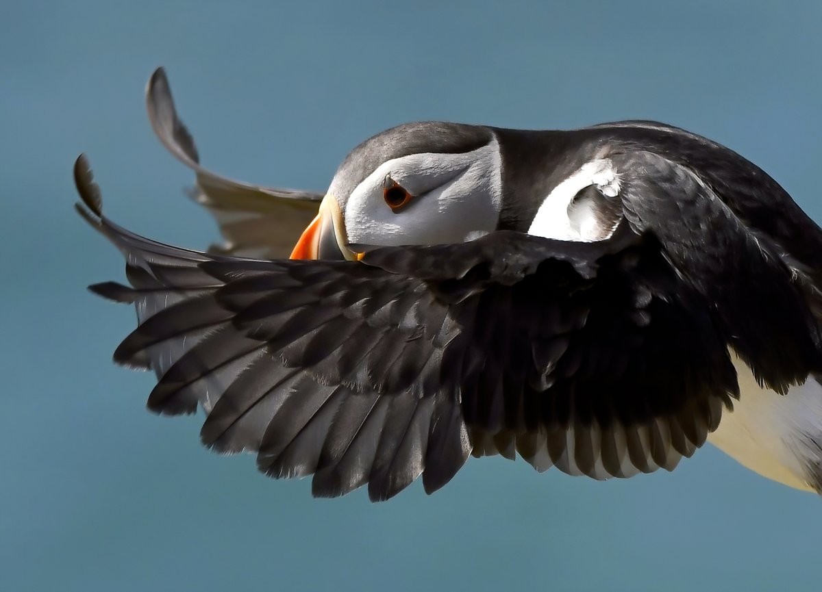 CarlBovisNature's tweet photo. Puffin wings! 😀🐦 https://t.co/EGn4eyKk96