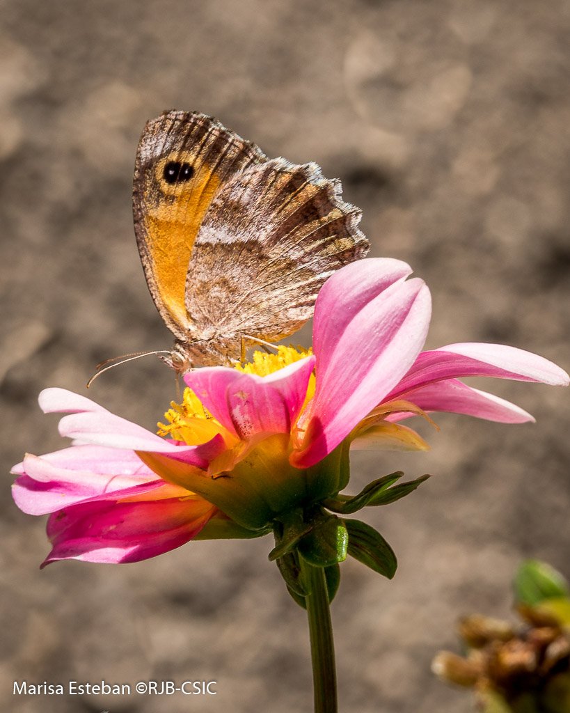 RJBOTANICO tweet picture