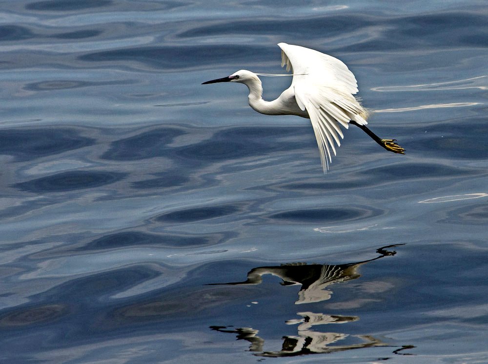 Egret of the Day