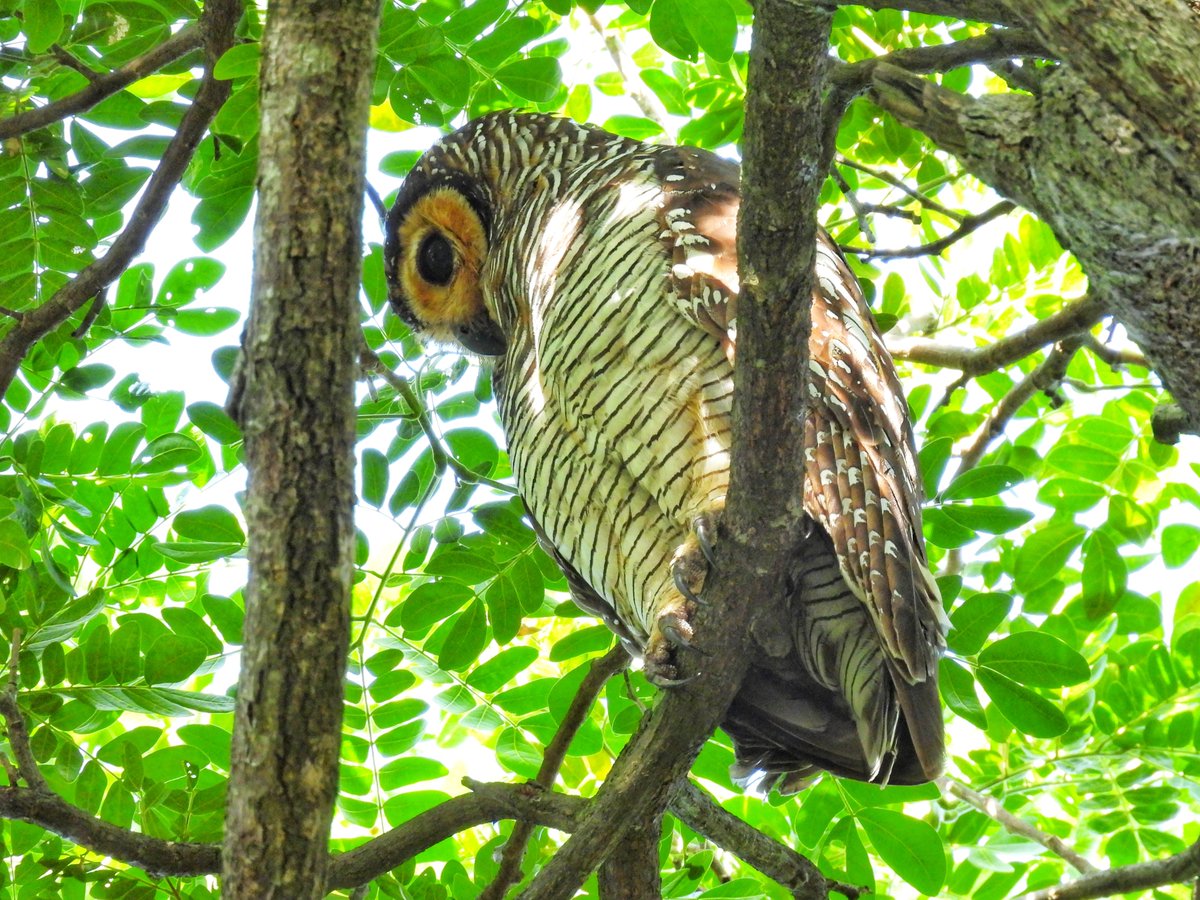 Spotted wood owl
submission for #BrownBirds 
#birdwatching #birding #akpictoz
#archives