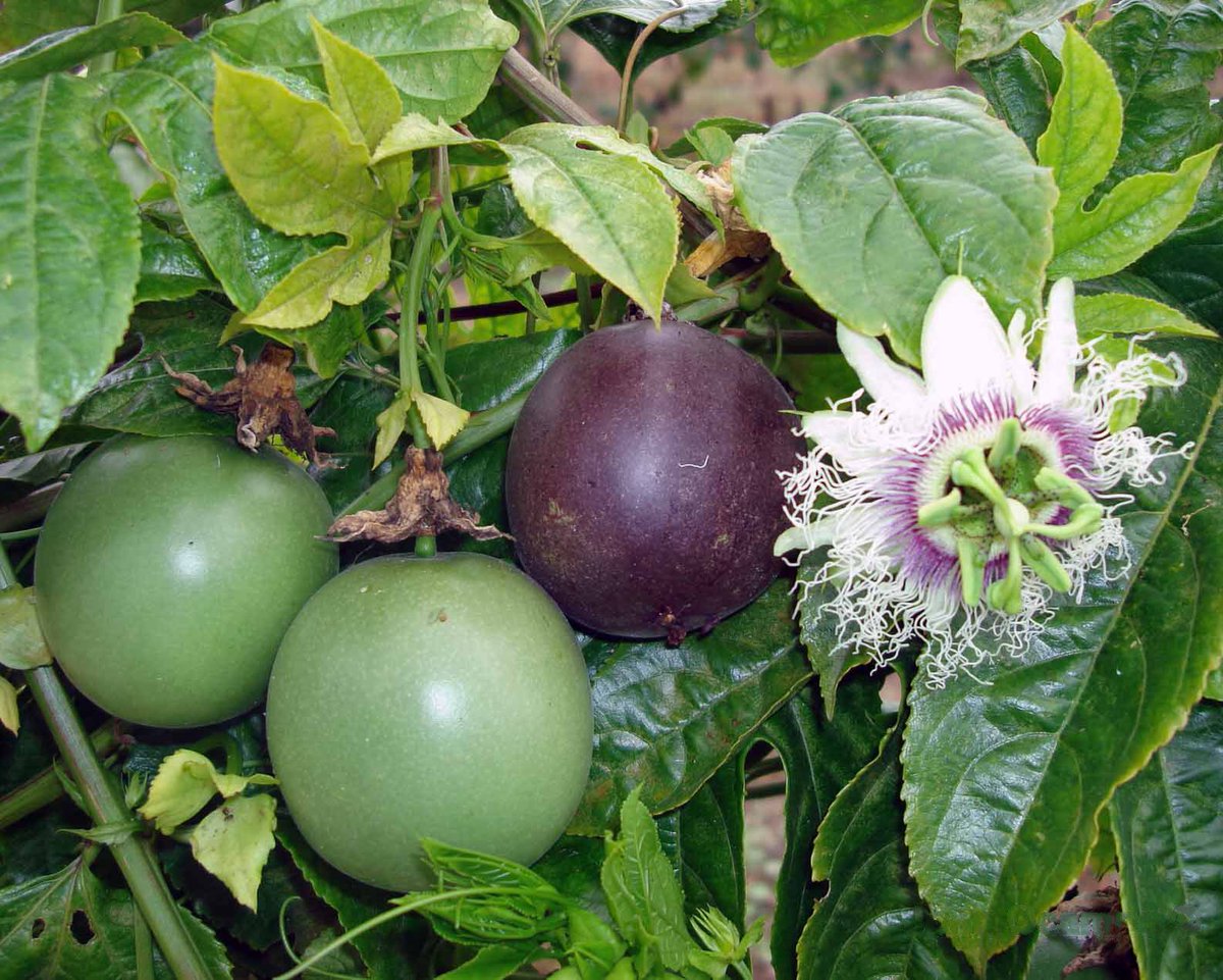 #InvestigadoresUMH secuencian por primera vez en el mundo el genoma completo del #virus de la clorosis de la fruta de la pasión 🆕🦠 Esto ayudará a conocer las causas de muchas otras enfermedades vegetales ♥🌱bit.ly/3Jgq5WP