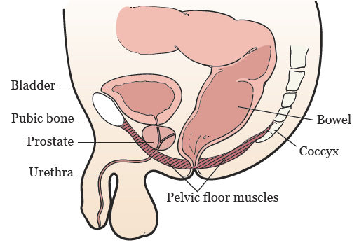 amerix's tweet photo. KEGEL exercises strengthen the muscles of the perineum.

These muscles are responsible for 

- Urination

- Sex stamina

- Erection

- Ejaculation 

Including bowel movements (defaecation) 

Do Kegel every morning before bathing &amp; the evening before bedtime.

#BetterTogether https://t.co/FJrlyKNycg