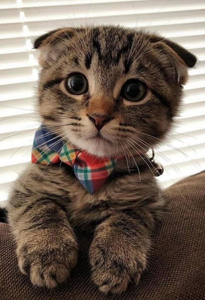 Viviane Fernandes ཐི༏ཋྀ tweet media