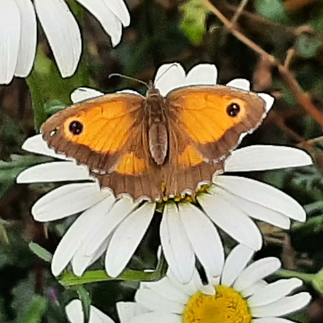 Spotting and counting butterflies on this mornings walk
@savebutterflies #CountThemToSaveThem