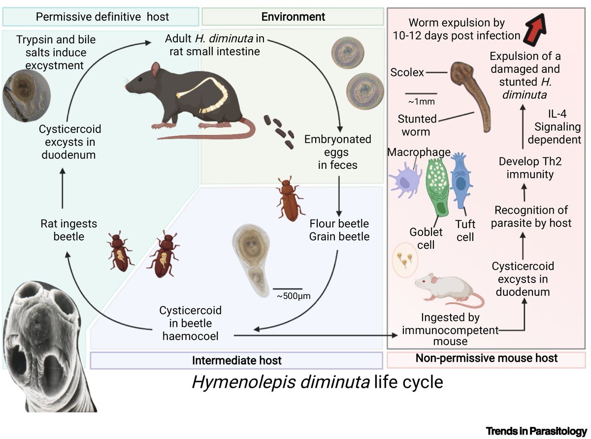 Trends in Parasitology (@trendsparasitol) on Twitter photo Drs <a href="/ra_sruthi/">Sruthi Rajeev</a> ShuHua Li & Derek McKay’s new Parasite of the Month: #Hymenolepis #diminuta, a model #tapeworm & candidate for #HelminthTherapy, with a lifecycle in #rats (definitive host) & #beetles (intermediate host). <a href="/HPI_network/">Host-Parasite Interactions</a> <a href="/UCalgaryMed/">UCalgaryMedicine</a> <a href="/UCalgary/">U Calgary</a>
authors.elsevier.com/a/1fTjM5Eb1xBg… Drs <a href="/ra_sruthi/">Sruthi Rajeev</a> ShuHua Li & Derek McKay’s new Parasite of the Month: #Hymenolepis #diminuta, a model #tapeworm & candidate for #HelminthTherapy, with a lifecycle in #rats (definitive host) & #beetles (intermediate host). <a href="/HPI_network/">Host-Parasite Interactions</a> <a href="/UCalgaryMed/">UCalgaryMedicine</a> <a href="/UCalgary/">U Calgary</a>
authors.elsevier.com/a/1fTjM5Eb1xBg…
