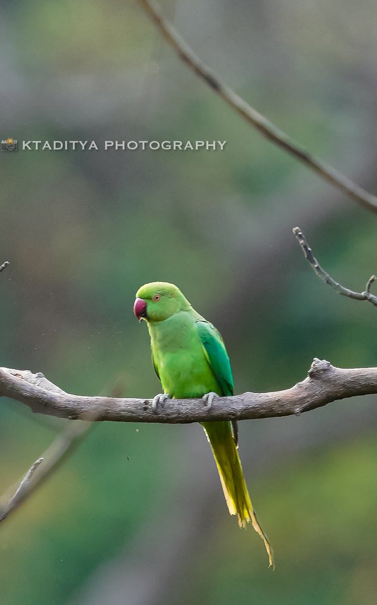 From the archives.
March 2022 the day I started my journey in birding and wildlife photography 

Indian parakeet
Location: Uma maheswaram 
Date: March 2022
#PhotoOfTheDay 
#photographylovers 
#birding 
#TrendingNow 
#wildlifephotography 
#parrots 
<a href="/SonyAlpha/">Sony | Alpha</a> 
<a href="/NatGeoPhotos/">Nat Geo Photography</a>