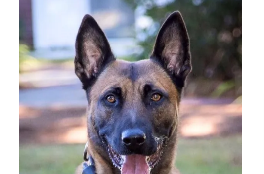 Mike Elfland (@mikeelfland) on Twitter photo State police dog shot, killed during standoff with armed suspect in #Fitchburg telegram.com/story/business… <a href="/MassStatePolice/">Massachusetts State Police</a> <a href="/FitchburgPolice/">FitchburgPoliceMA</a> <a href="/LeominsterChamp/">Leominster Champion</a> State police dog shot, killed during standoff with armed suspect in #Fitchburg telegram.com/story/business… <a href="/MassStatePolice/">Massachusetts State Police</a> <a href="/FitchburgPolice/">FitchburgPoliceMA</a> <a href="/LeominsterChamp/">Leominster Champion</a>