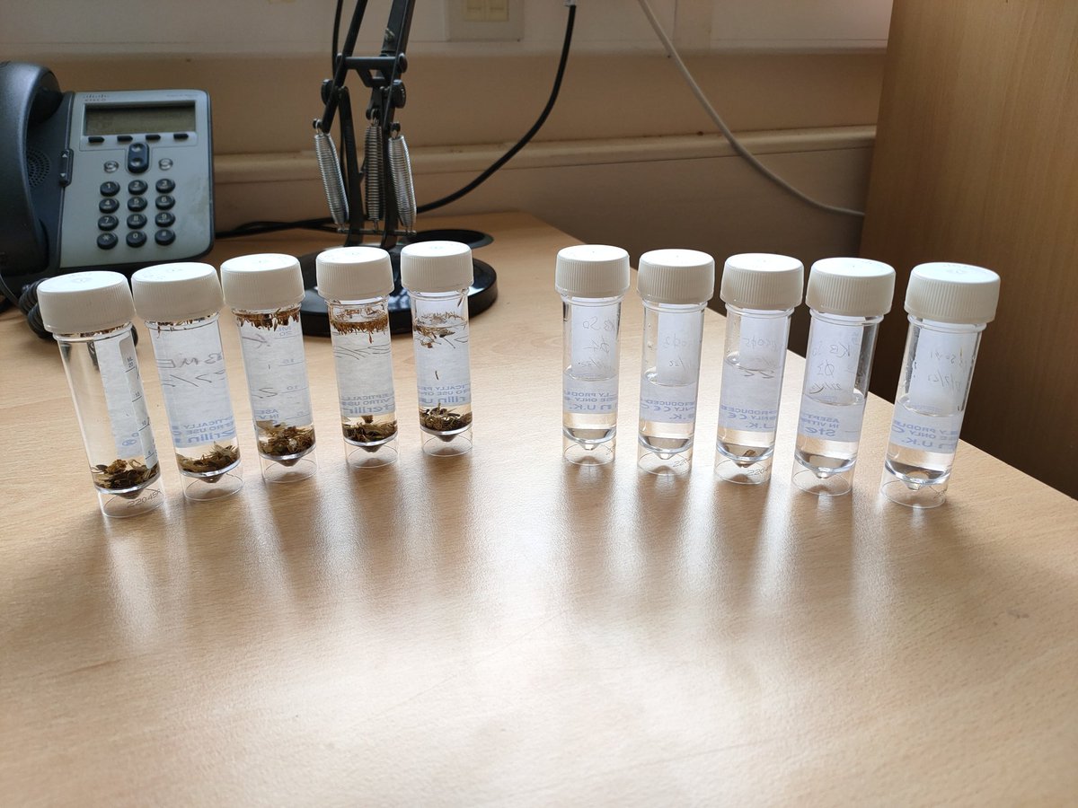 Matt Wilkinson (@pterodactylmatt) on Twitter photo Invertebrate sampling time at <a href="/Kings_College/">King's College, Cambridge</a> with <a href="/CicelyMarshall/">Cicely Marshall</a>. No prizes for guessing which set is from the meadow, which from the lawn. Invertebrate sampling time at <a href="/Kings_College/">King's College, Cambridge</a> with <a href="/CicelyMarshall/">Cicely Marshall</a>. No prizes for guessing which set is from the meadow, which from the lawn.
