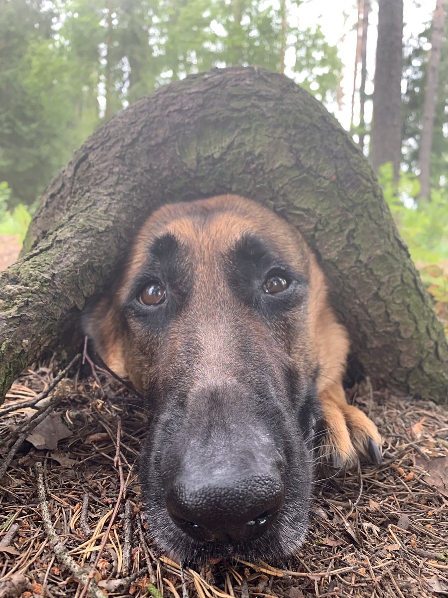 ”Saksanpaimenkoira on tunnettu älykkyydestään.”