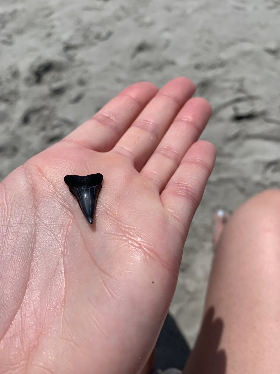 MecailaM's tweet photo. Not a bad find for a Wednesday morning at the beach! #sharkstooth #SouthCarolina #vacation https://t.co/bpcDHS62YJ