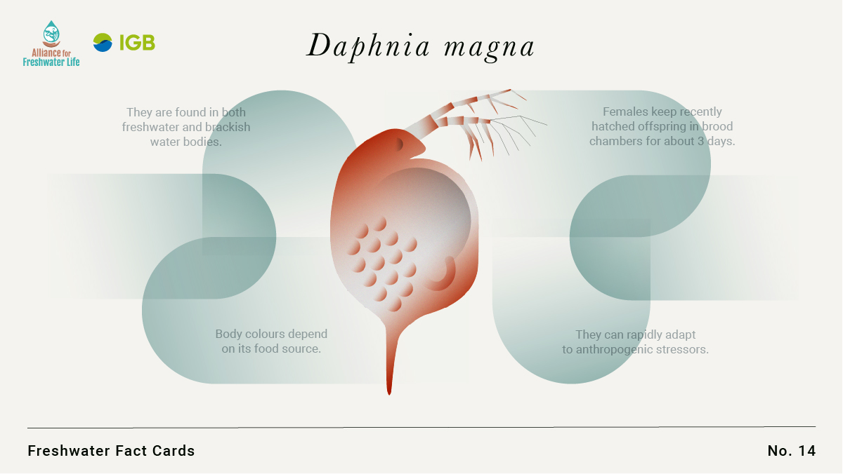 LeibnizIGB's tweet photo. Mostly, #DaphniaMagna females reproduce asexually with diploid eggs that all develop to females. In adverse environmental conditions, it's haploid eggs fertilised by males. These dormant eggs can “rest” in the sediment for years(!) until environmental conditions become favourable https://t.co/YTX49jpSwJ