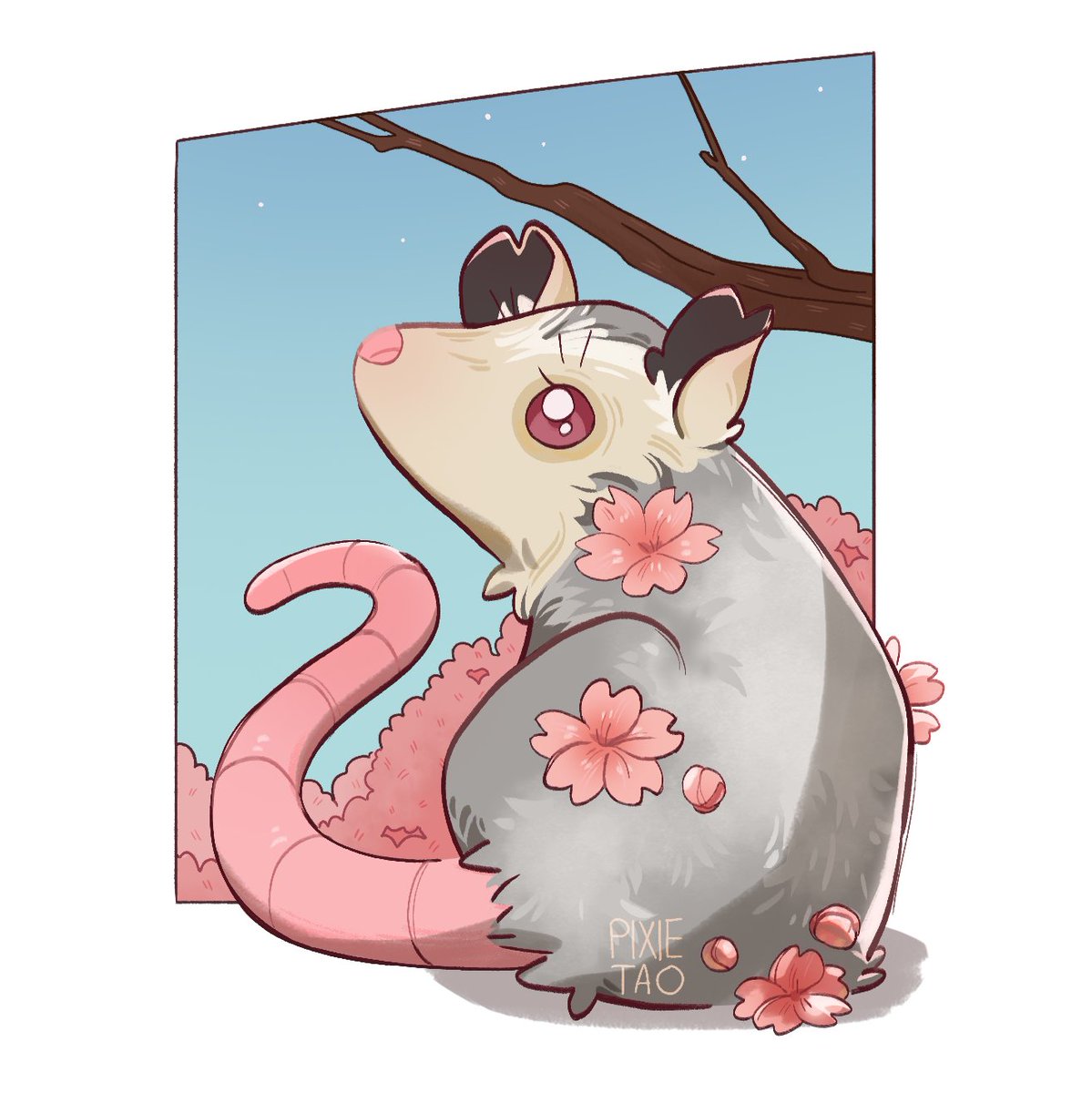Pixiebii's tweet photo. sakura opossum? sakurapossum🌸 https://t.co/V1YvddNJcr