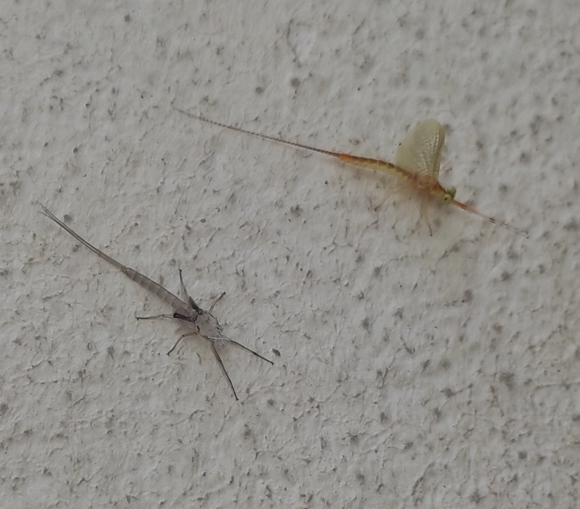 08Sab's tweet image. Trop chelou cette bestiole #bebette #insecte