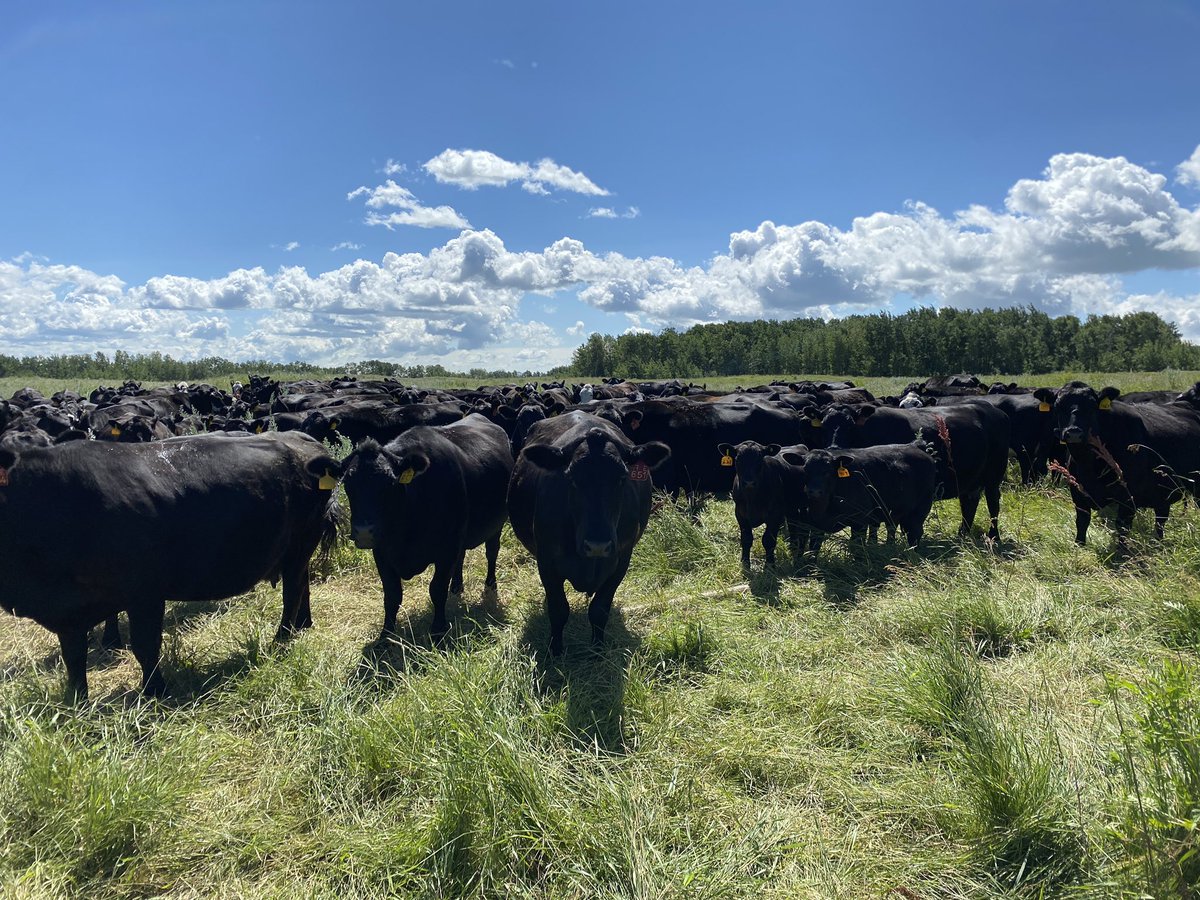 Perfect day taking forage clips for #year2 of the Canola Fat study and checking in on the pairs 
<a href="/DrBart_Beef/">Dr Bart Lardner 🇨🇦</a> <a href="/SaskCattlemens/">Sask Beef</a> @SaskCanola <a href="/BeefResearch/">Beef Cattle Research</a> <a href="/LFCE_usask/">Livestock & Forage Centre of Excellence</a>
