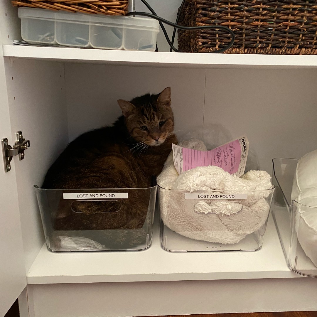 oldtownmanorkw's tweet photo. If I fit, I sit! 😸
.
.
#oldtownmanor #petfriendly #bedandbreakfast #catsofkeywest #rescuecat #fatcat https://t.co/AhP8Fj8Qs0