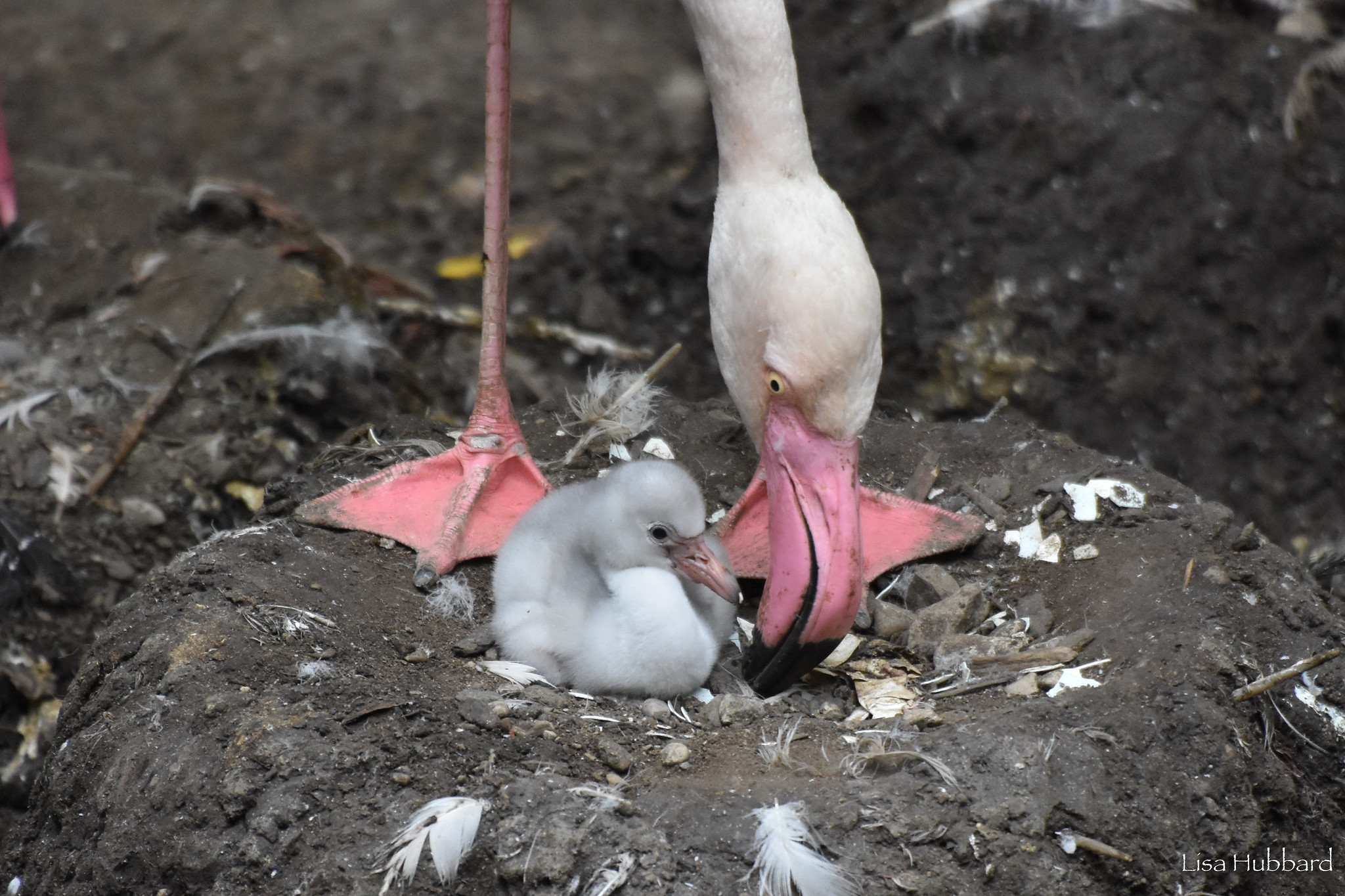 Cincinnati Zoo on Twitter "The first flamingo chick of the year has(01)