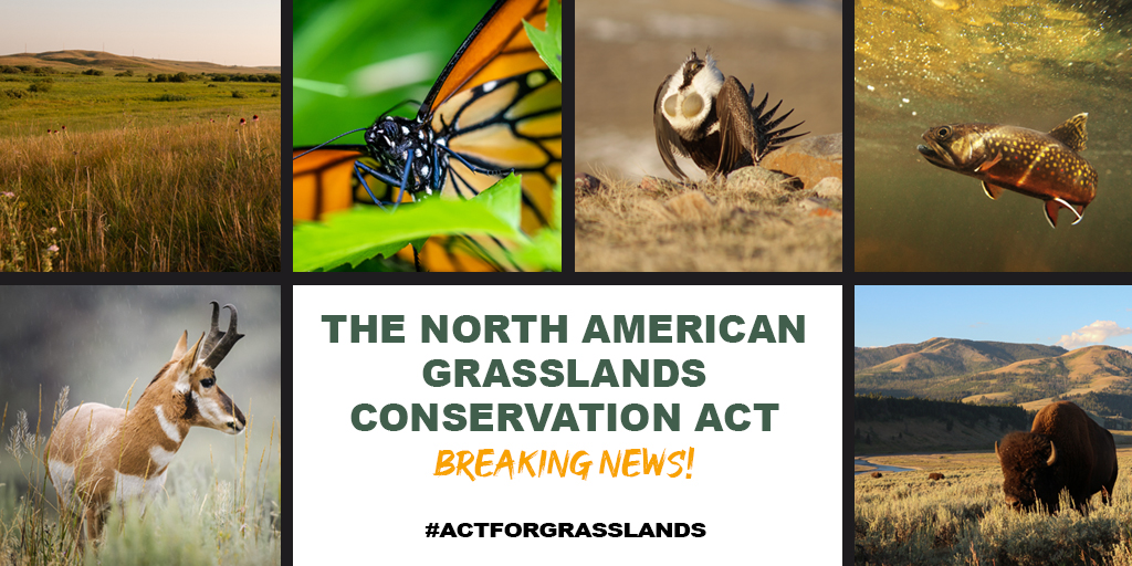 BREAKING NEWS: The North American Grasslands Conservation Act has officially been introduced by @RonWyden in the U.S. Senate w/ @amyklobuchar & @SenatorBennet as co-authors. Take action and help build support from additional U.S. senators bit.ly/3OyymXj #ActForGrasslands