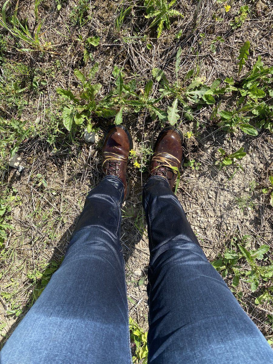 cassidy_mcmunn's tweet photo. Made a rookie mistake and forgot splash pants this morning scouting fields https://t.co/SBsNhip1b1