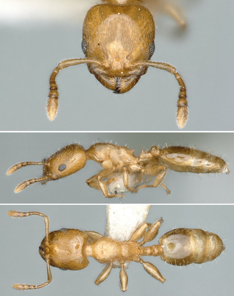 New in <a href="/AsianMyrmecol/">Asian Myrmecology</a>: Chen &amp; Chen describe a new species of the rarely collected ant genus Gauromyrmex. Gauromyrmex orbihumerus from China is only the third Gauromyrmex species known to science &amp; the first new species since 1935!  asian-myrmecology.org/doi/10.20362/a…