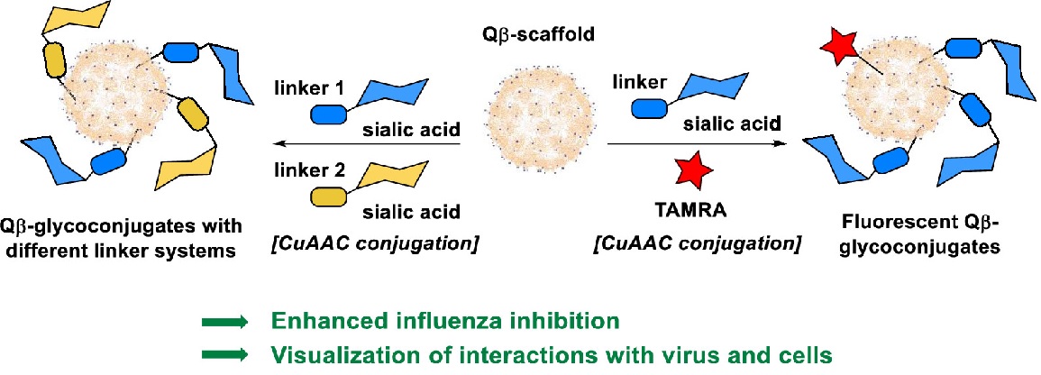 Bioconjugate Chem (@bioconjchem) on Twitter photo Next generation bioconjugates against influenza virus infection: The Hackenberger group <a href="/PhosphorusFive/">The Hackenberger Group</a> <a href="/LeibnizFMP/">FMP Berlin</a> and Herrmann group <a href="/FU_Berlin/">Freie Universität</a> report double functionalized virus particles for trivalent virus binding and demonstrate cell interaction go.acs.org/1KT Next generation bioconjugates against influenza virus infection: The Hackenberger group <a href="/PhosphorusFive/">The Hackenberger Group</a> <a href="/LeibnizFMP/">FMP Berlin</a> and Herrmann group <a href="/FU_Berlin/">Freie Universität</a> report double functionalized virus particles for trivalent virus binding and demonstrate cell interaction go.acs.org/1KT