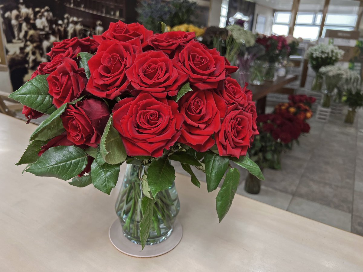 BellaflorGroup's tweet photo. Red roses are perfect for any occasion. Order yours now!

#roses #redroses #varieties #beautiful #unique #celebrate #bellaflorgroup #onestopshop #ecuadorianflowers https://t.co/w0OgdQVvIJ