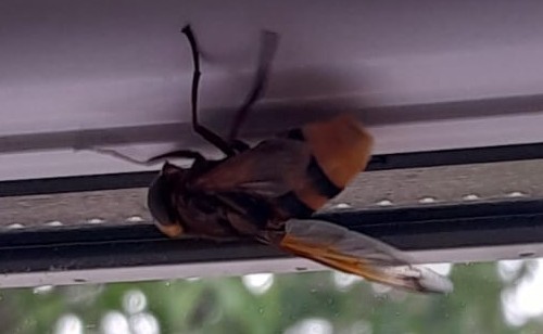 codeyjody's tweet image. What sort of bee is this? Or is it a mimic?

#bees #insects @WoodlandTrust #nature