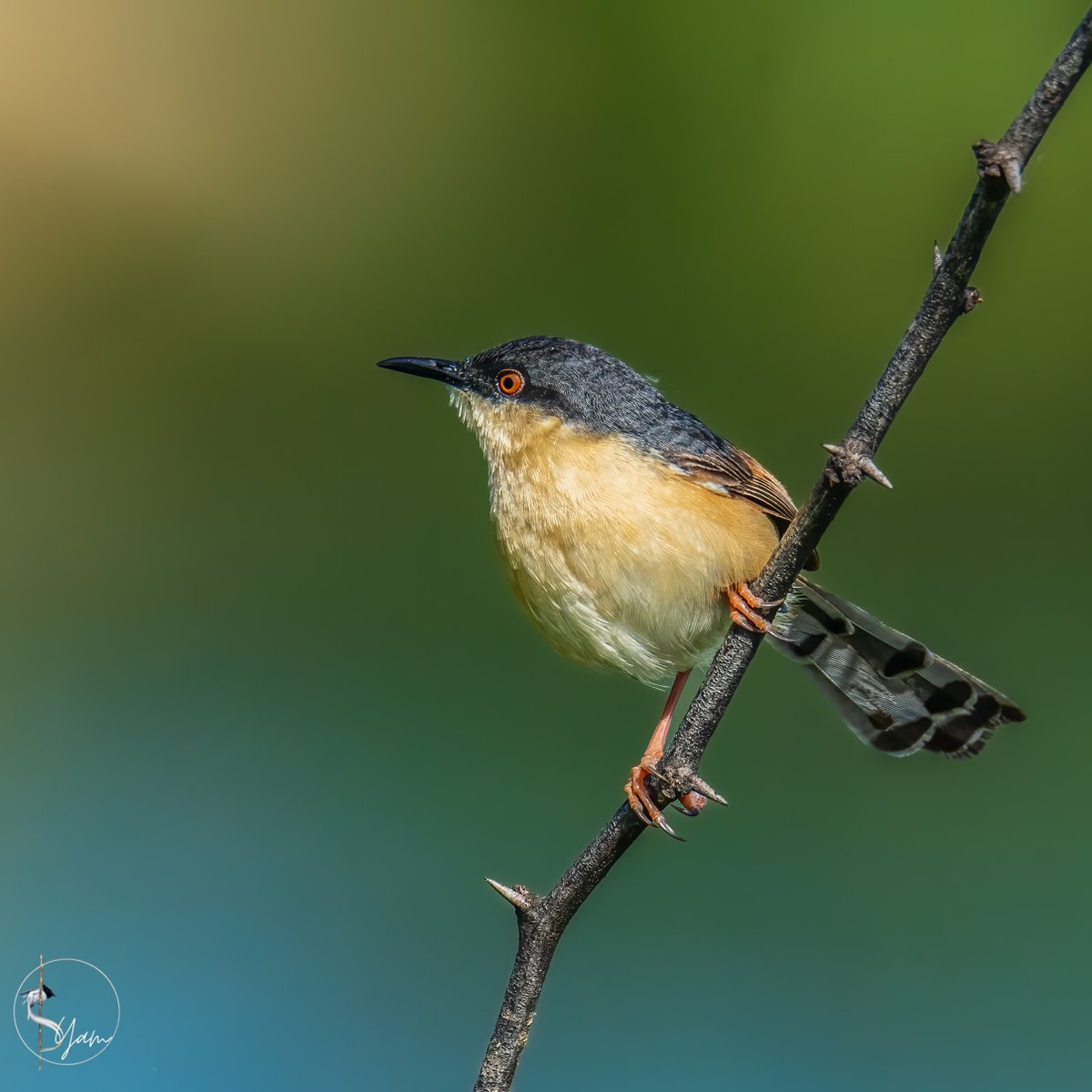 Ashy Prinia
Ameenpur Lake, Hyderabad, Telangana
Jul2022

instagram.com/syampotturi

#ashyprinia #prinia
#IndiAves #birdwatching #birdphotography #birds #BirdsSeenIn2022 #TwitterNatureCommunity 
#AmeenpurBHS