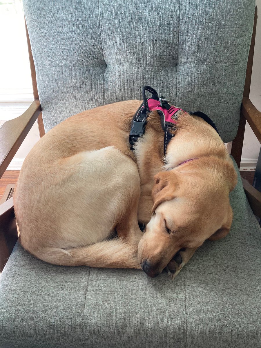 Timber by <a href="/bryanrahija/">Bryan Rahija</a> is such a great album, even my dog loves it!