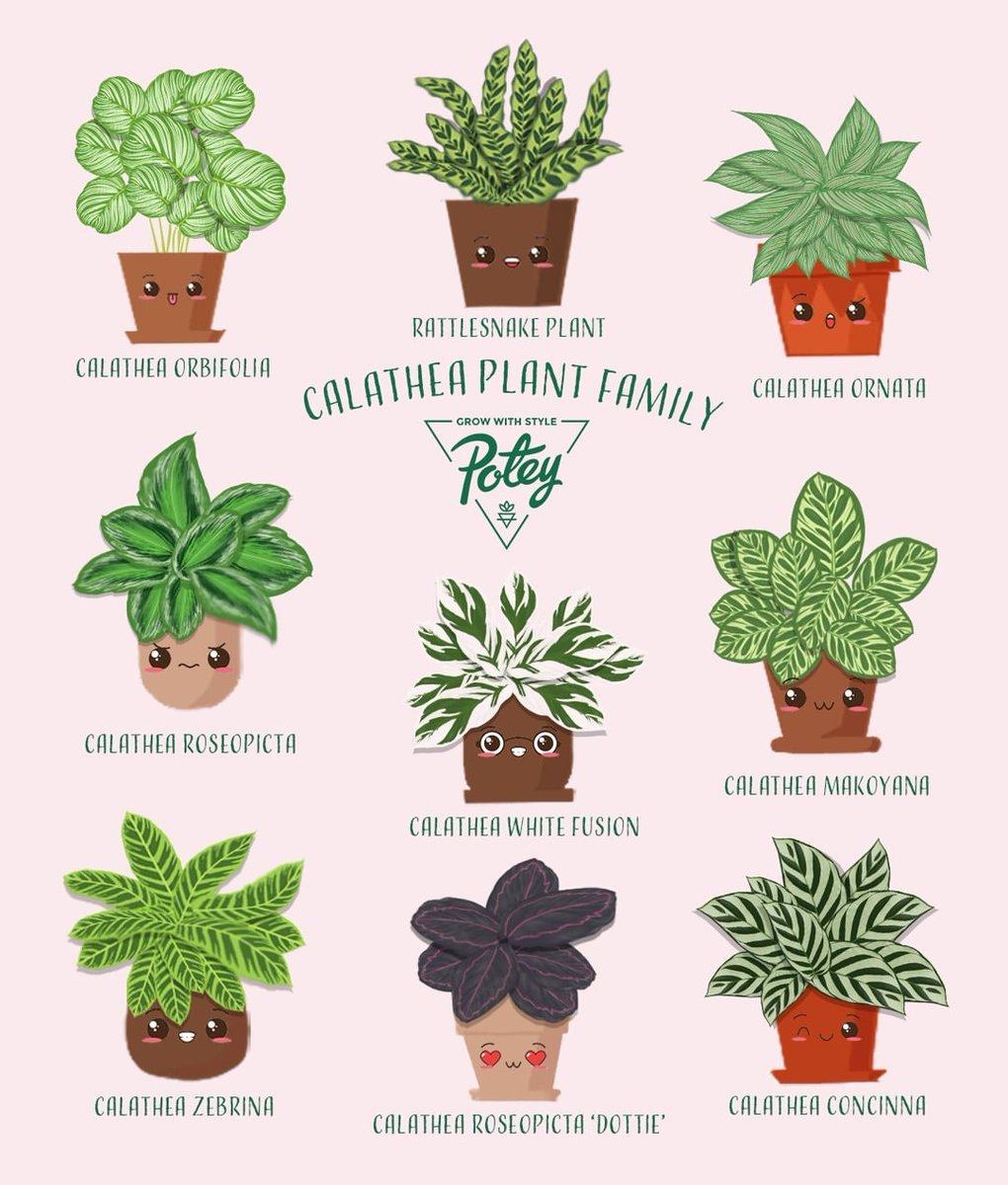 Are you a fan of Calathea?⁠
⁠

⁠
⁠
#calatheaorbifolia #calatheaornata #planttips #plantcaretips #philodenron #bonsai #maranta #caladium #sansevieria #indoorgarden  #begonia #colocasia