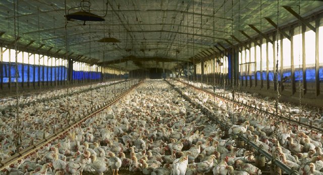 Henksebroer tweet media