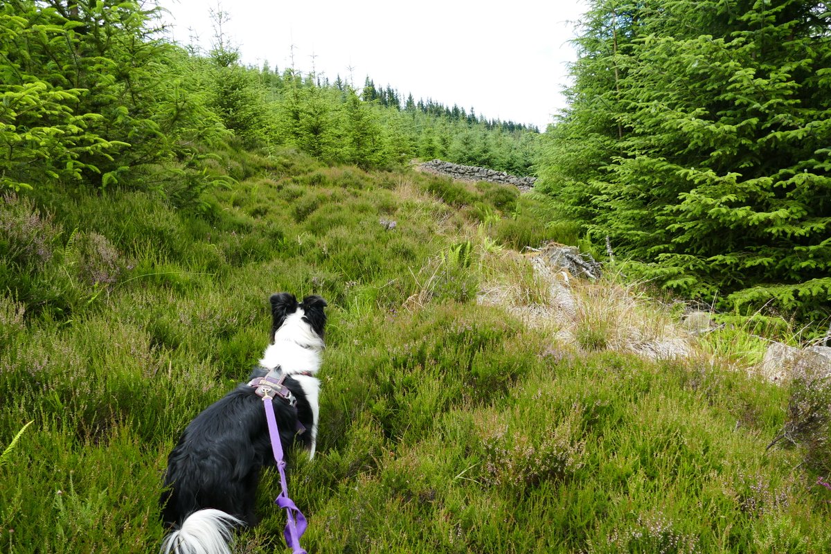 colliefullife's tweet photo. Mum has found her least favourite hill ever π Crock (that's the name of the hill). So many flies swarming around and a nightmare to find a route up and down, perhaps because out intended route was closed off!
Zena
#Hilldogs #DogsOfTwitter #BorderCollie #DogTwitter https://t.co/hB6QXh4eOi