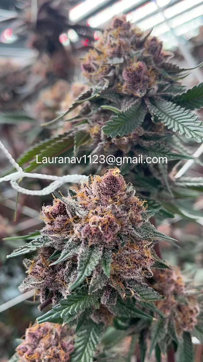 laura1382310's tweet photo. 1000w,10bars,Samsung chip ! Feedback! Roof is our lights!#cannabis #growyourown #growlight https://t.co/70UtBHzAUJ