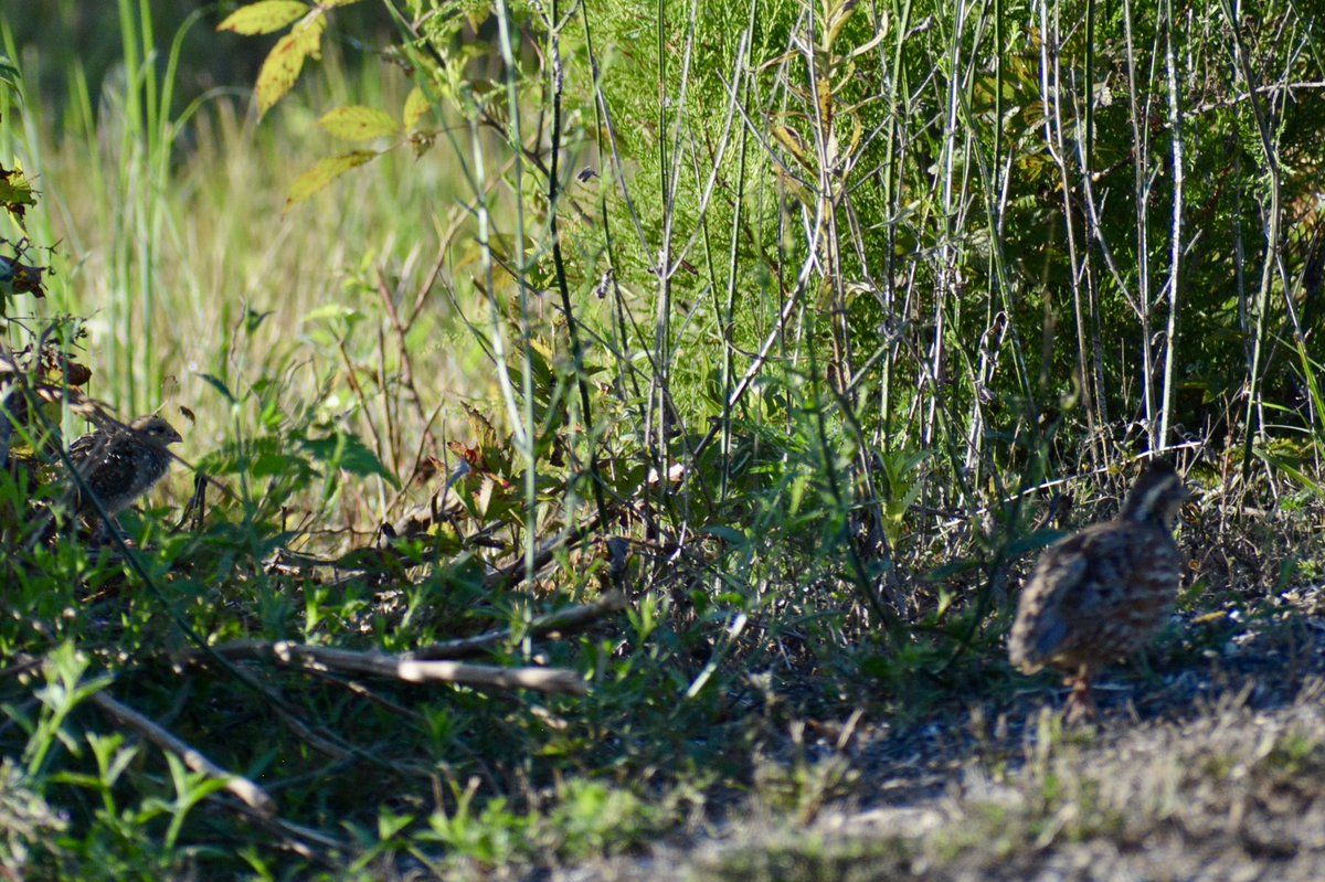 OLappin's tweet image. I spy a quail chick waiting on mom to scout the area