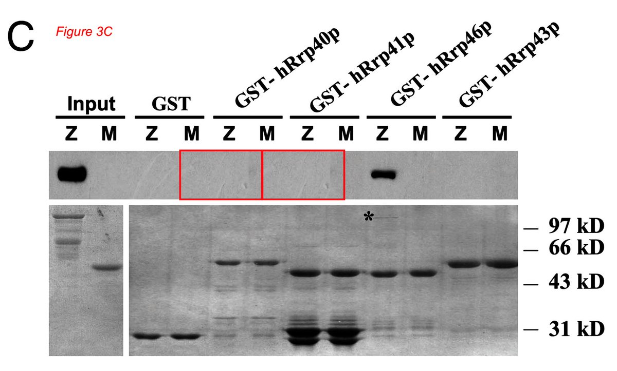 Very disappointed that @PNASNews addressed this apparent duplication with a correction. 'The editors determined that this apparent duplication does not impact the results' - WTH Another sad day for science. pubpeer.com/publications/D…