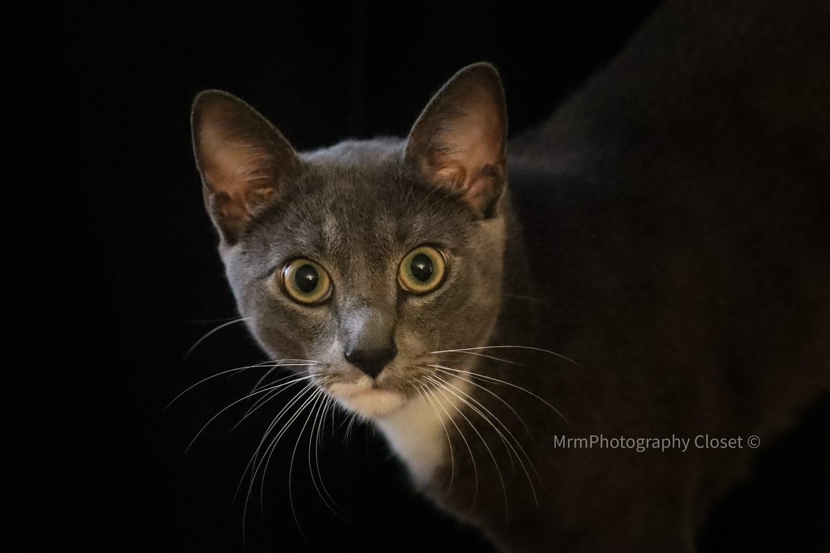 ClosetMrm's tweet photo. #cat #CatsOfTwitter #Caturday #animal #AnimalLovers #photo #photooftheday #photography #photographylovers #photographer #jerseycity #hudsoncounty #photographyislife #catlife https://t.co/TR2P4C5PXX