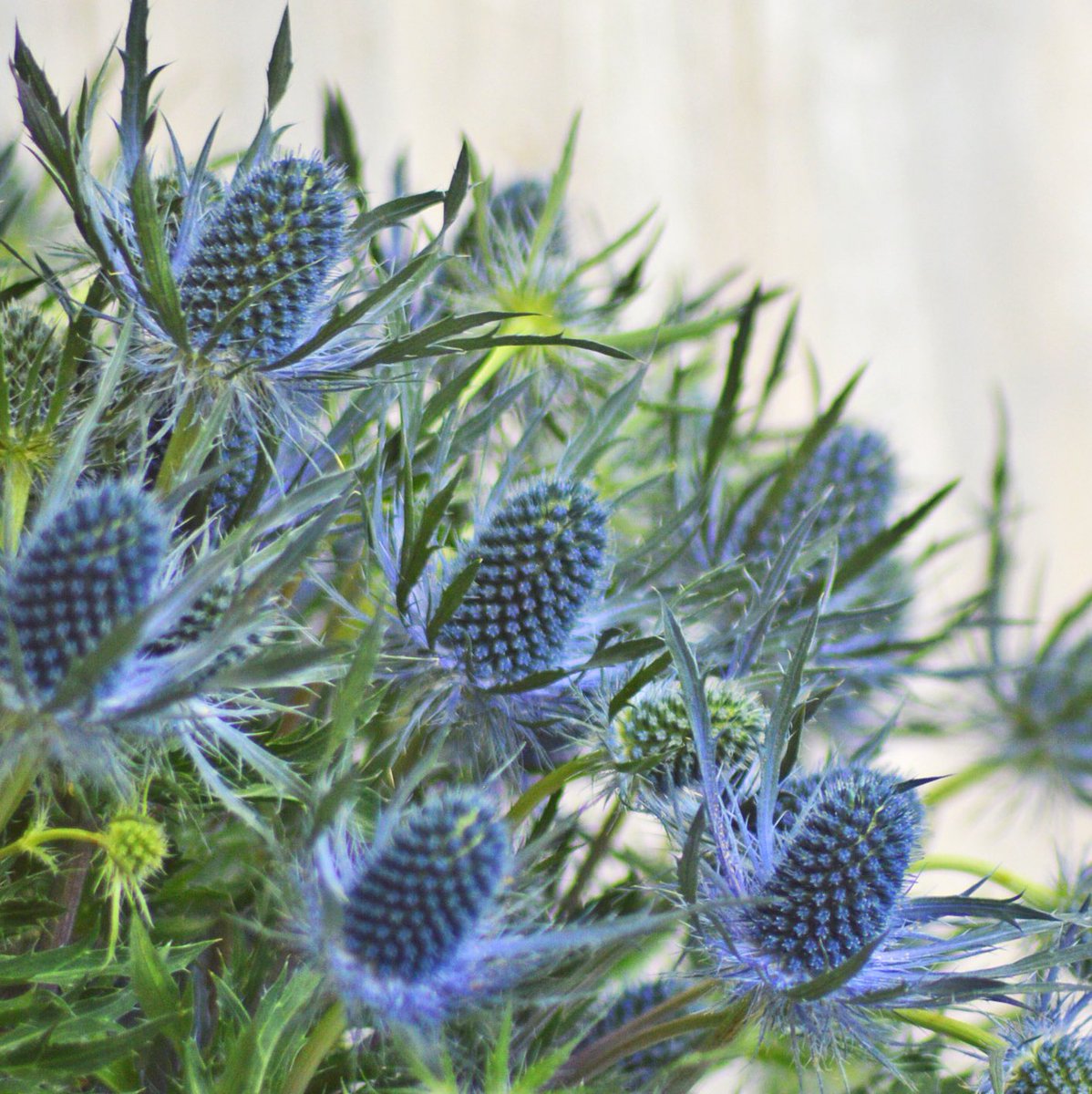 Eryngium, what an amazing product! We are the one stop flower shop, everything you need, we have it. #eryngium #delicate #pastelcolors #blue #cute #vintage #farminecuador #summerflowers #directshipping #lhf #lahaciendaflowers